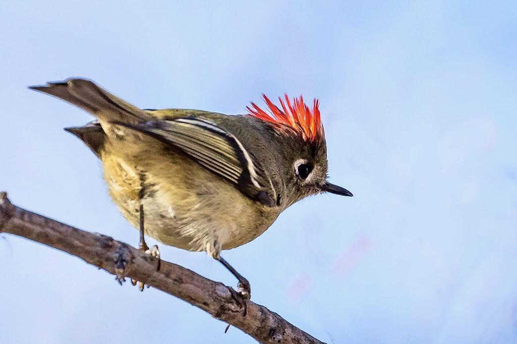 _V6A8745 by Tom Wilberding is licensed under CC BY-NC-ND 2.0.